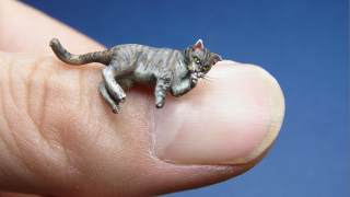 Illustration for article titled One Way for Cats To Be Cuter: Make Them Smaller